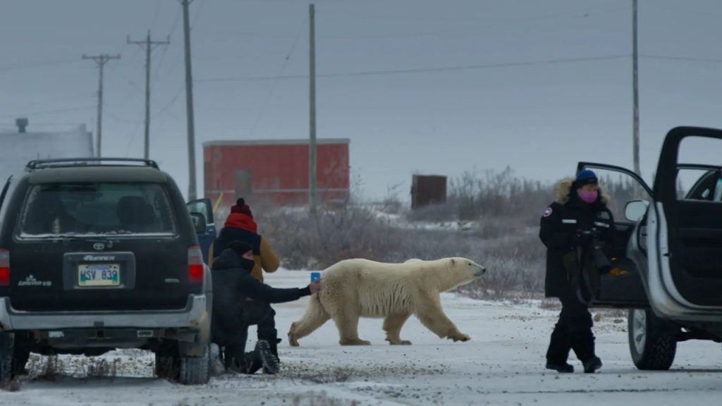 nuisance bear movie review bear crossing road