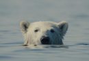 nuisance bear movie review polar bear