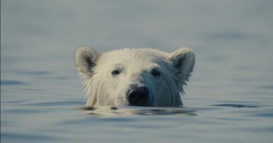 nuisance bear movie review polar bear