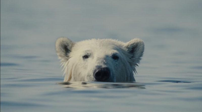 nuisance bear movie review polar bear
