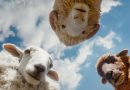 sheep detectives film 2026
